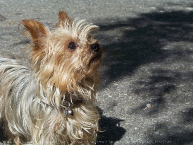 Photo de Yorkshire terrier