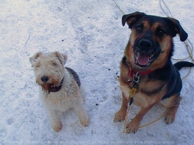 Photo de Races diffrentes