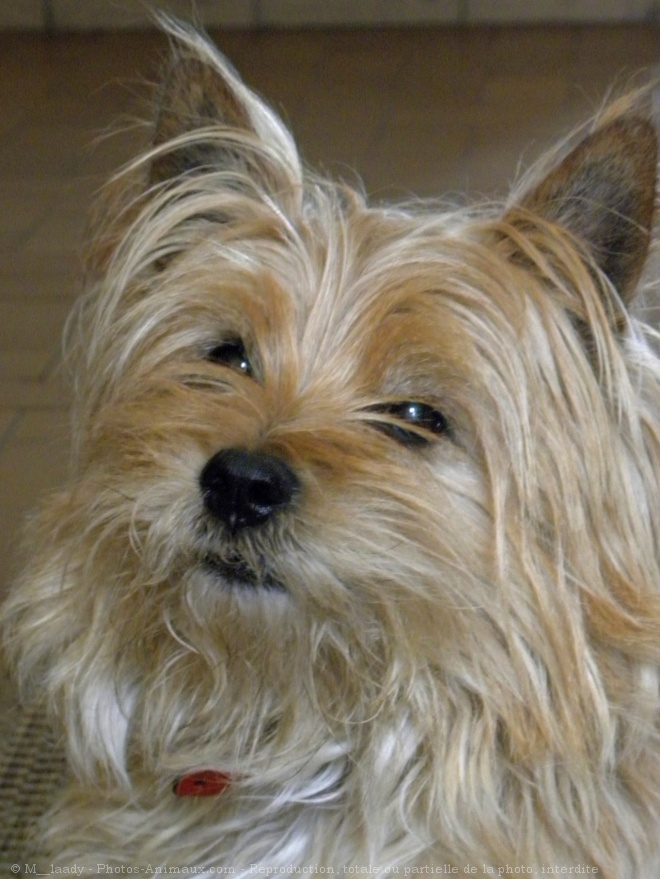 Photo de Cairn terrier