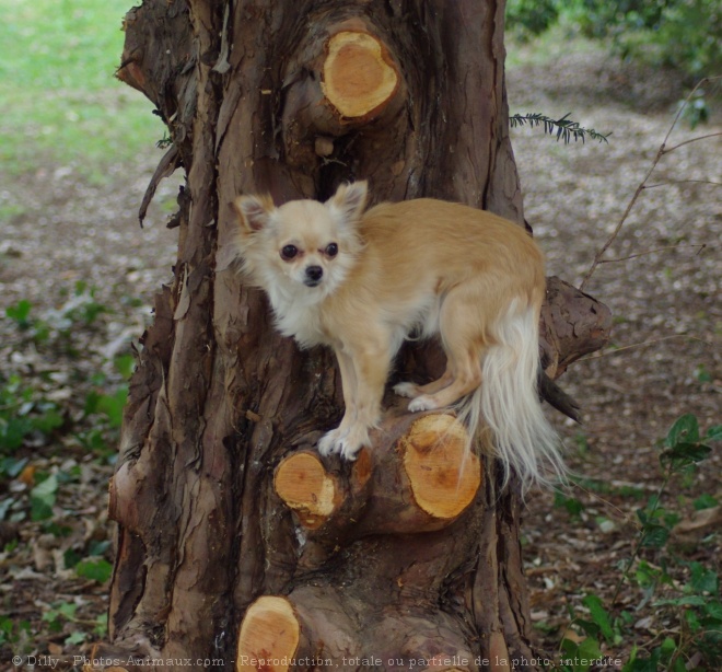 Photo de Chihuahua  poil long