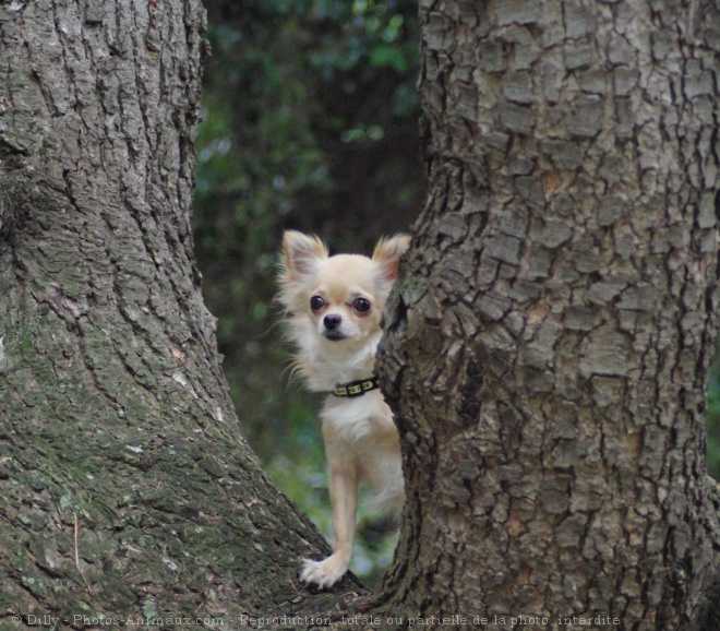 Photo de Chihuahua  poil long