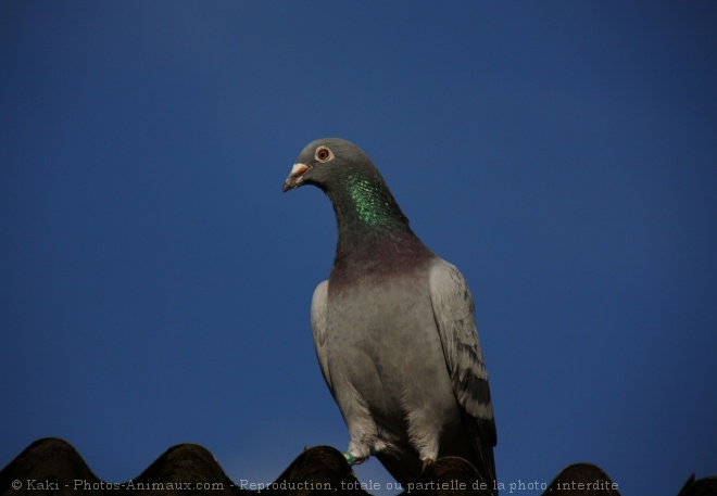 Photo de Pigeon