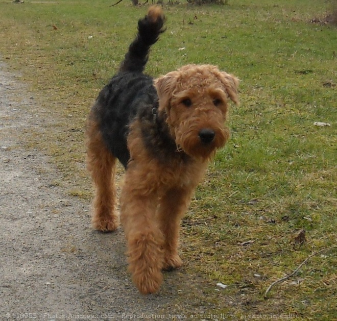 Photo d'Airedale terrier