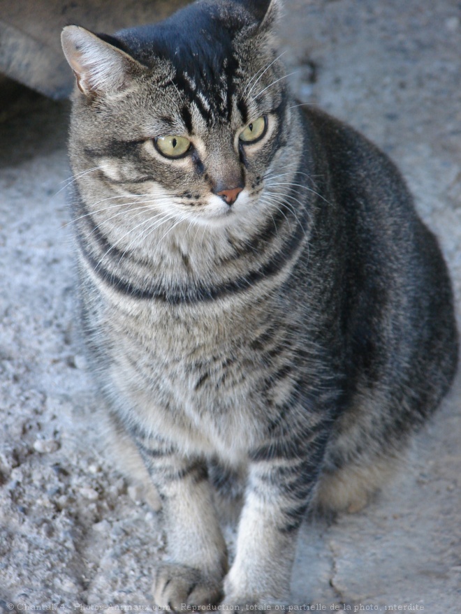 Photo de Chat domestique