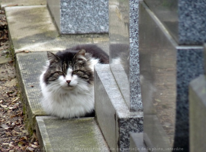 Photo de Chat domestique