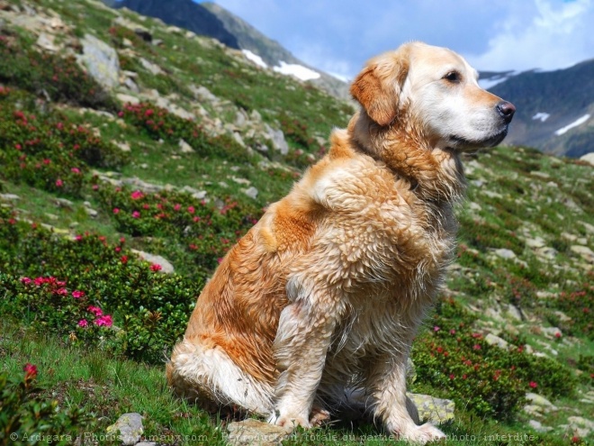 Photo de Golden retriever