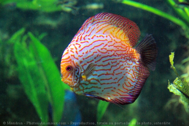 Photo de Poissons exotiques