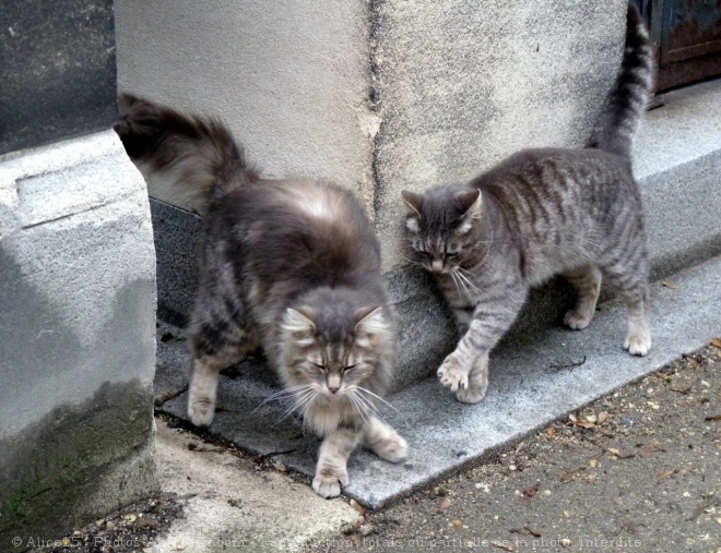 Photo de Chat domestique