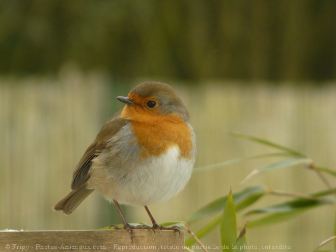 Photo de Rouge gorge