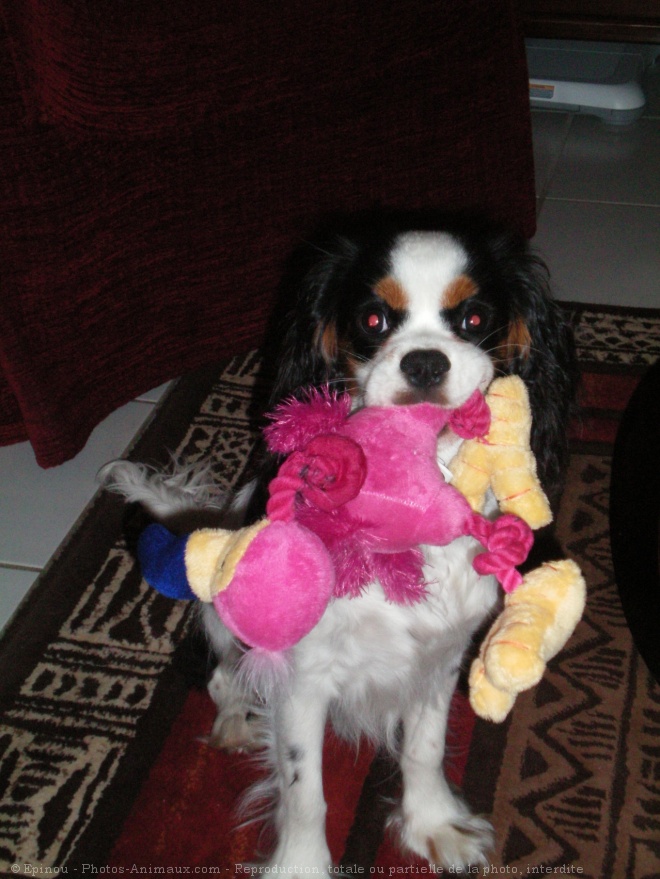 Photo de Cavalier king charles spaniel