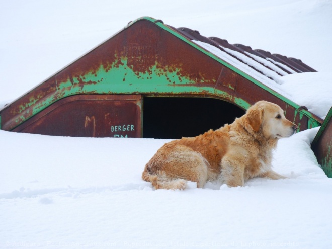 Photo de Golden retriever