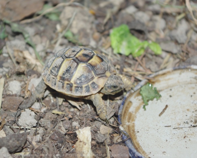 Photo de Tortue