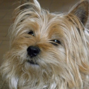 Photo de Cairn terrier