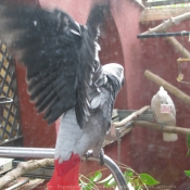 Photo de Perroquet - gris du gabon