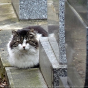 Photo de Chat domestique