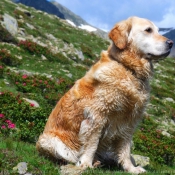 Photo de Golden retriever