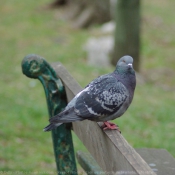 Photo de Pigeon