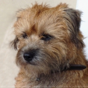 Photo de Border terrier