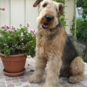 Photo d'Airedale terrier