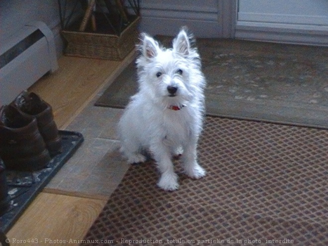 Photo de West highland white terrier