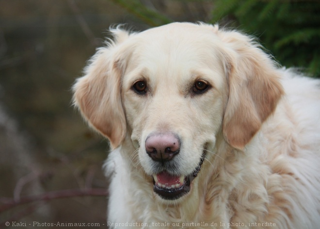 Photo de Golden retriever