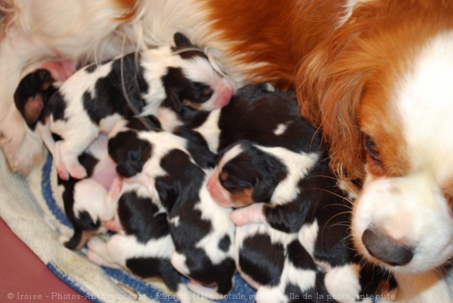 Photo de Cavalier king charles spaniel