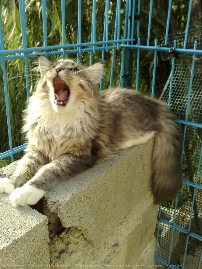 Photo de Maine coon