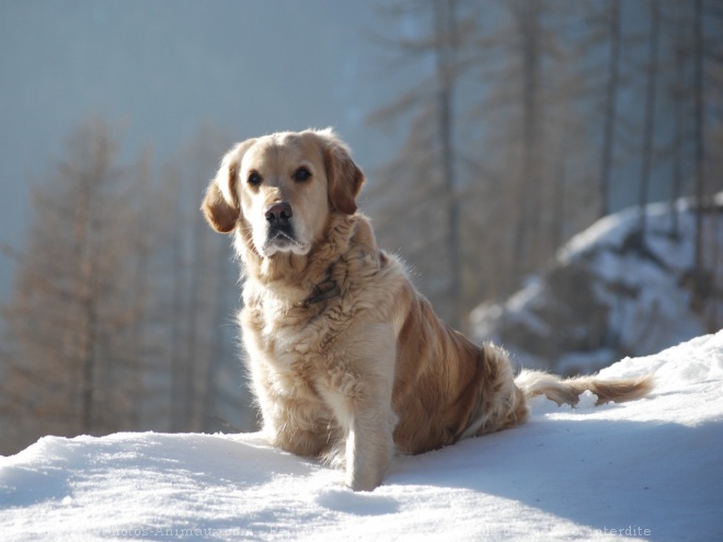 Photo de Golden retriever