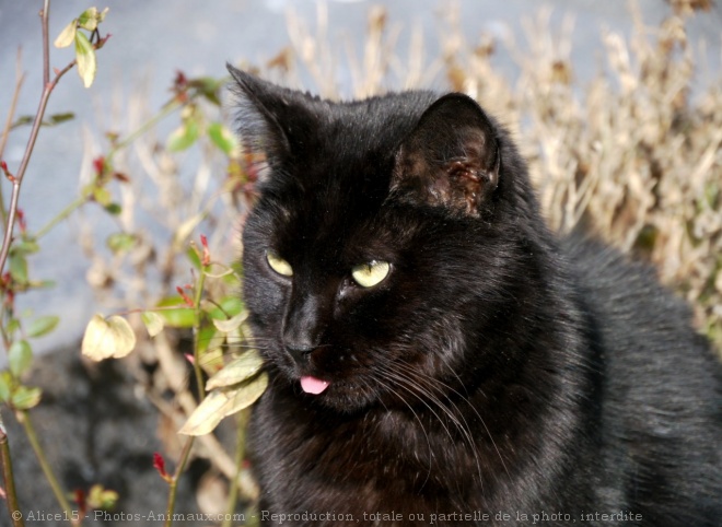 Photo de Chat domestique