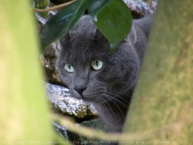 Photo de Chat domestique