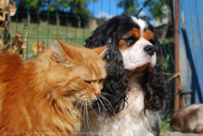 Photo de Cavalier king charles spaniel