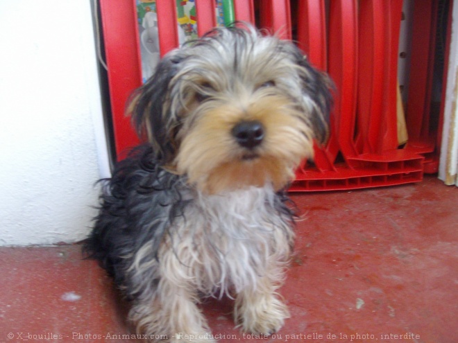 Photo de Yorkshire terrier