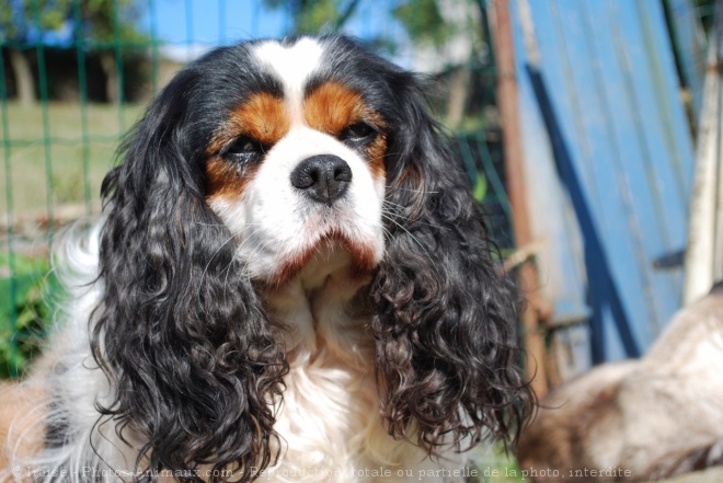 Photo de Cavalier king charles spaniel