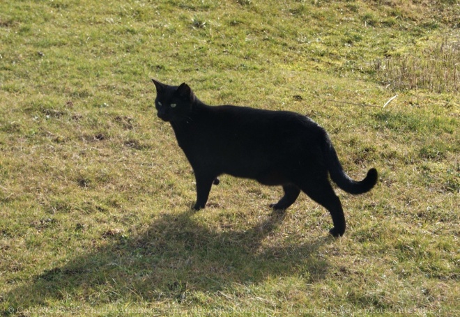 Photo de Chat domestique