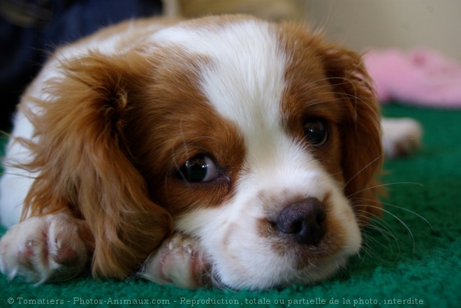 Photo de Cavalier king charles spaniel