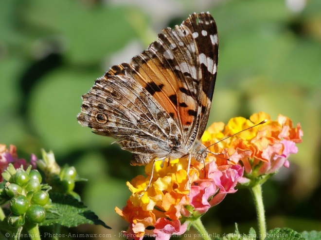 Photo de Papillon - belle-dame