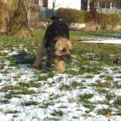 Photo de Border terrier