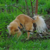 Photo de Chihuahua  poil long