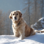 Photo de Golden retriever