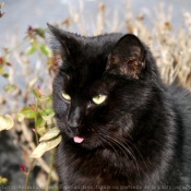 Photo de Chat domestique