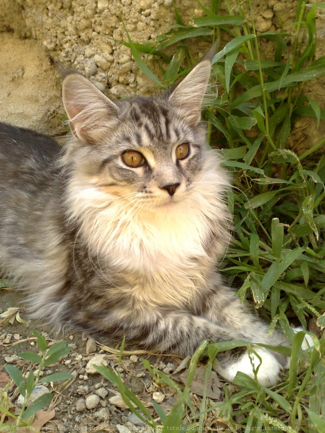 Photo de Maine coon