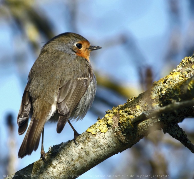 Photo de Rouge gorge