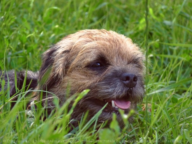 Photo de Border terrier