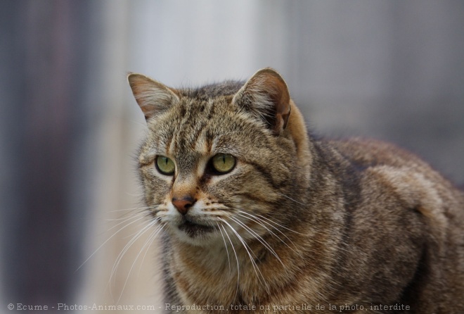 Photo de Chat domestique