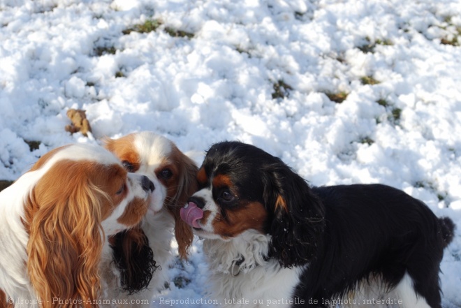 Photo de Cavalier king charles spaniel