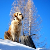 Photo de Golden retriever