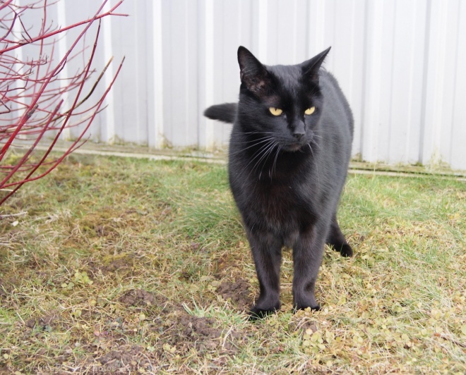 Photo de Chat domestique