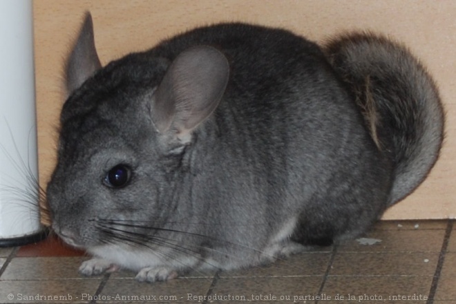 Photo de Chinchilla