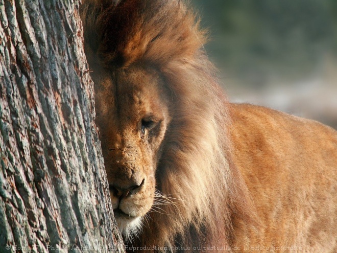 Photo de Lion