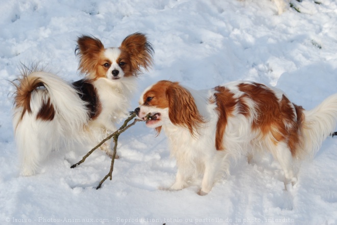 Photo de Cavalier king charles spaniel